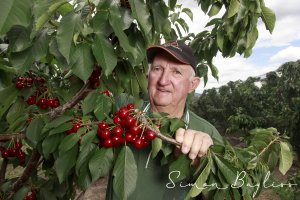 Hotson&#039;s Cherries, Chiltern